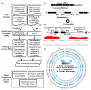 circRNA测序案例解读-农学