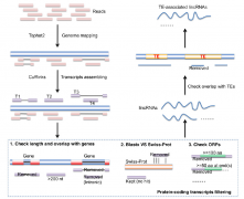 lncRNA测序案例解读-农学